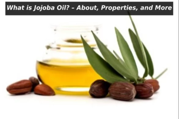 What is Jojoba Oil?